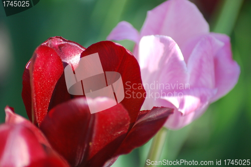 Image of Two red and pink  tulips ,flowers background  