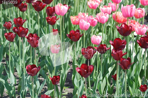 Image of flowers background from tulips 