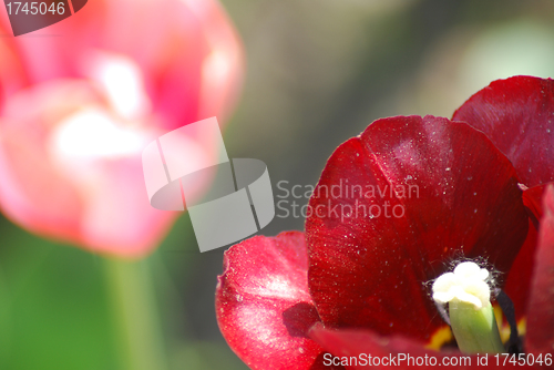 Image of Two red and pink  tulips ,flowers background  