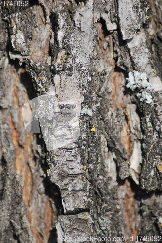 Image of Brown tree rind texture with orange spot - wood background