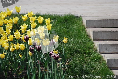 Image of staircase and flowerbed in a park at the spring 