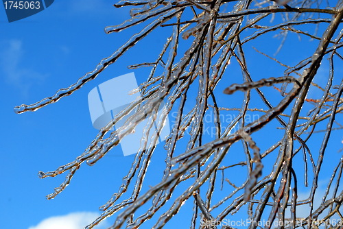 Image of sun sparkled the tree branch in ice on a blue sky background 