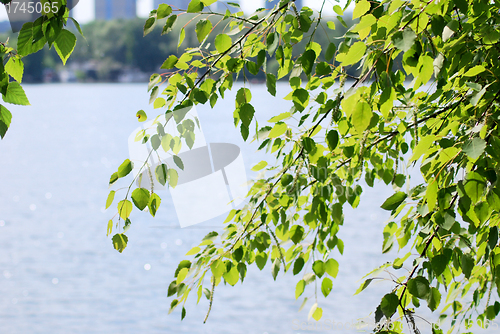 Image of green birch leafage on water background at the summer 