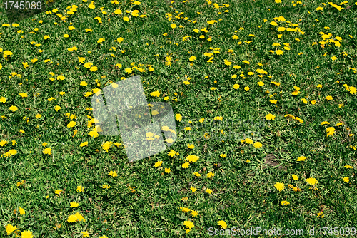 Image of coltsfoot bloom  on green background , Tussilago farfara