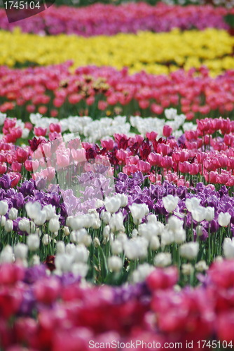 Image of flowers background from tulips 