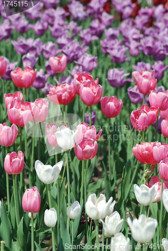 Image of flowers background from tulips 