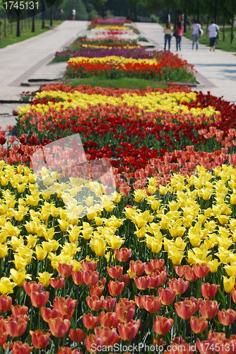 Image of colorful tulips rows  - flowerbed in city park