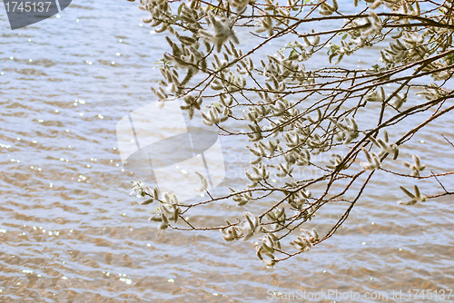 Image of poplar down on water background at the summer, cottonwood fluff 