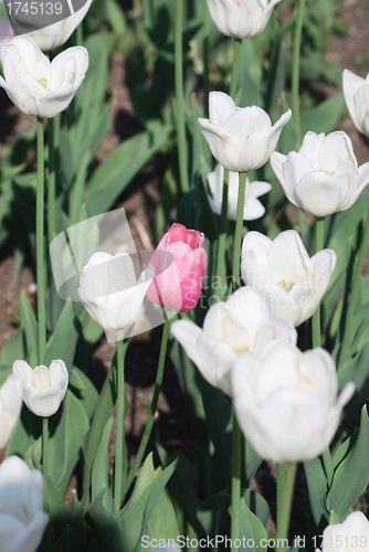 Image of One pink tulip on white tulips in background