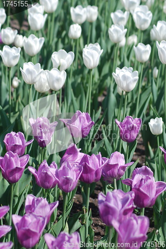 Image of flowers background from tulips 