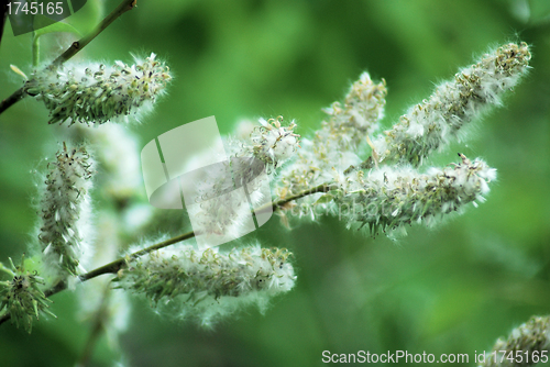 Image of poplar down at the summer, cottonwood fluff 