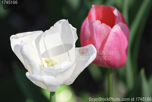 Image of Two white and pink  tulips ,flowers background  