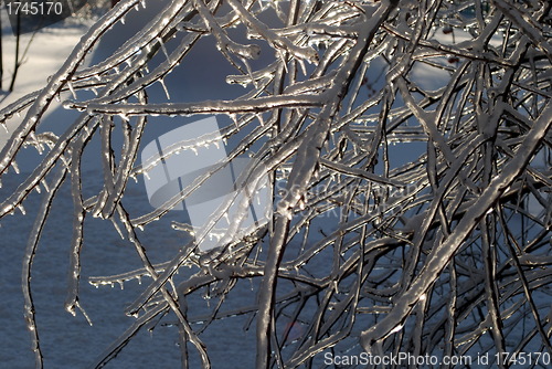 Image of sun sparkled the tree branch in ice