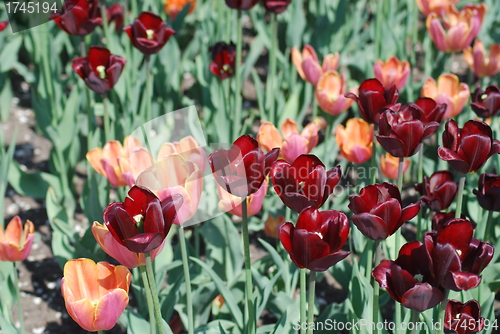 Image of flowers background from tulips 