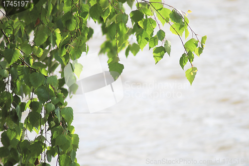 Image of green birch leafage on water background at the summer 