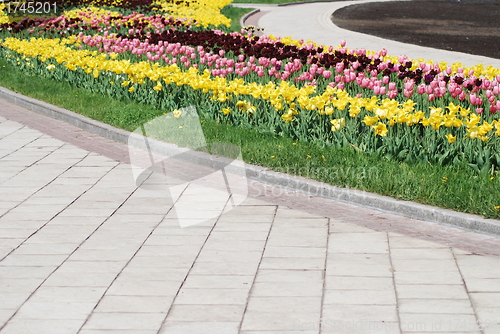 Image of colorful tulips rows  - flowerbed in city park