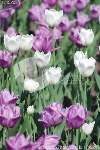 Image of flowers background from tulips 