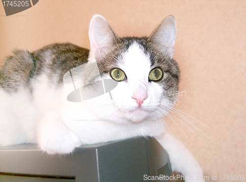 Image of Green eyed cat close up