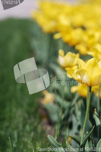 Image of flowers background from tulips 