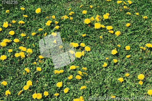 Image of coltsfoot bloom  on green background , Tussilago farfara