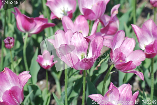 Image of flowers background from tulips 