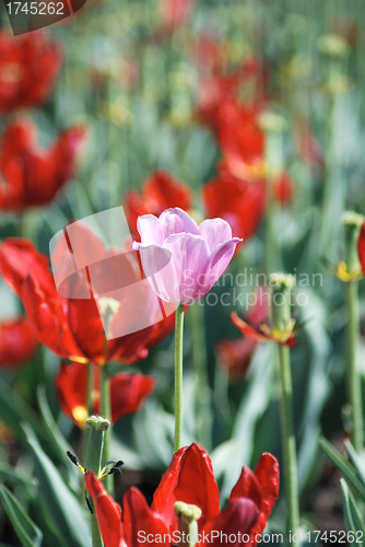 Image of One pink tulip on red tulips in background