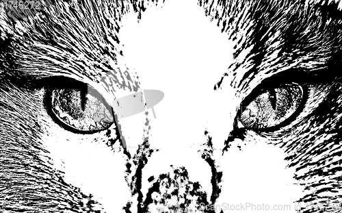 Image of Vector cat face close up        