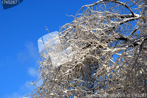 Image of sun sparkled the tree branch in ice on a blue sky background 