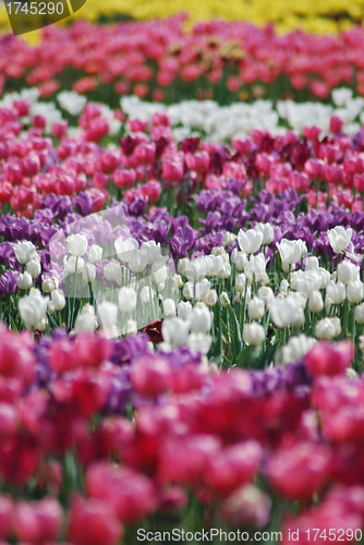 Image of flowers background from tulips 