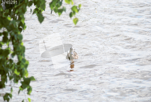 Image of floating mallard on background with green leaves 