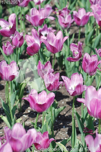 Image of flowers background from tulips 