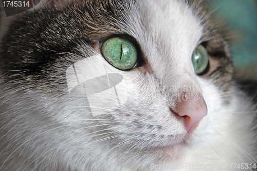 Image of Green eyed cat close up