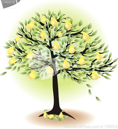 Image of  fruit tree with leafs and pears isolated on white   