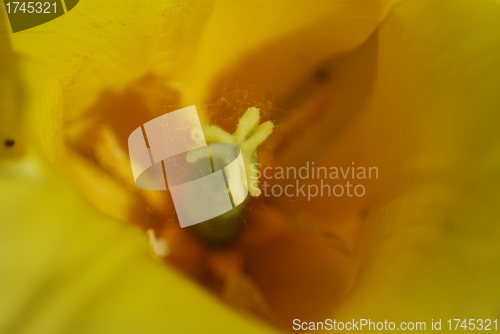 Image of tulip in macro - flowers background close up