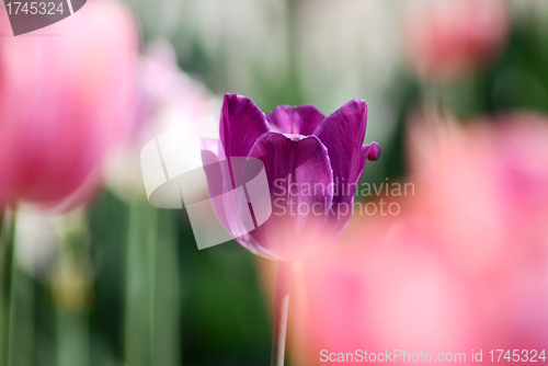 Image of One violet tulip on other tulips in background