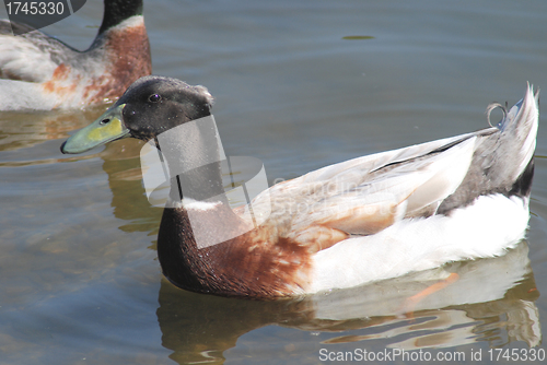 Image of  floating mallard 