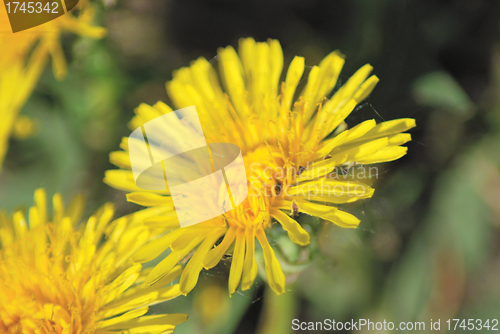 Image of coltsfoot bloom  on green background  - Tussilago farfara in mac