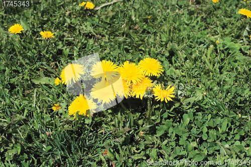 Image of coltsfoot bloom  on green background , Tussilago farfara