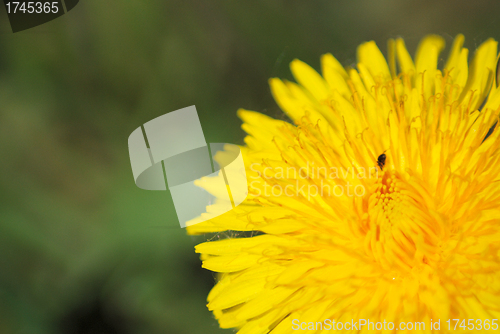 Image of coltsfoot bloom  on green background  - Tussilago farfara in mac