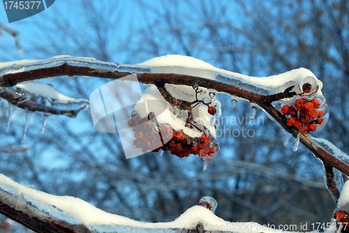 Image of sun sparkled the tree branch in ice