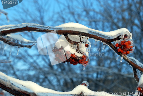 Image of sun sparkled the tree branch in ice