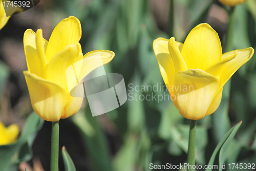 Image of Two yellow tulips close up ,flowers background   