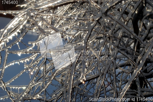 Image of sun sparkled the tree branch in ice