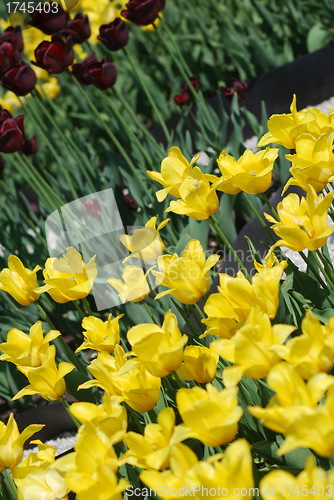 Image of flowers background from tulips 