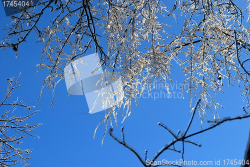 Image of sun sparkled the tree branch in ice on a blue sky background 