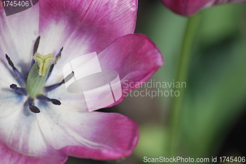 Image of tulip in macro - flowers background close up