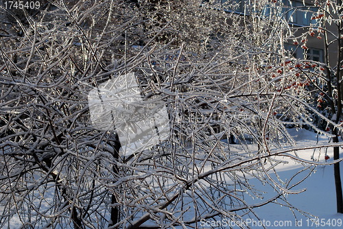 Image of sun sparkled the tree branch in ice