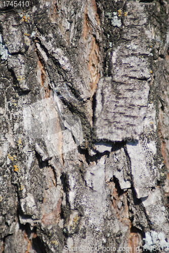 Image of Brown tree rind texture with orange spot - wood background