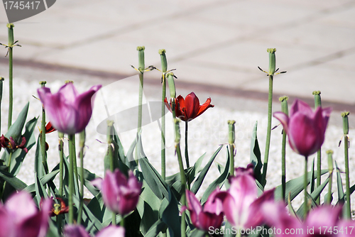 Image of One red tulip on pink tulips in background