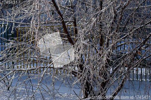 Image of sun sparkled the tree branch in ice